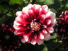 PICT0015